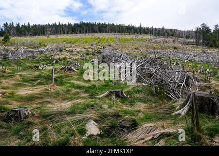 Tracce di Anatole wsindstorm (1999) 22 anni dopo, Pilat massiccio, Loira, AURA, Francia Foto Stock