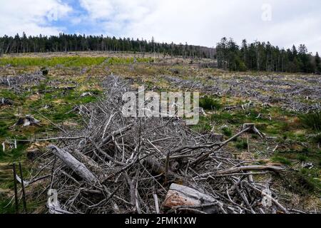 Tracce di Anatole wsindstorm (1999) 22 anni dopo, Pilat massiccio, Loira, AURA, Francia Foto Stock