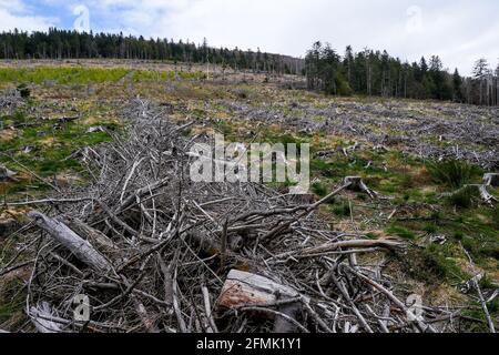 Tracce di Anatole wsindstorm (1999) 22 anni dopo, Pilat massiccio, Loira, AURA, Francia Foto Stock