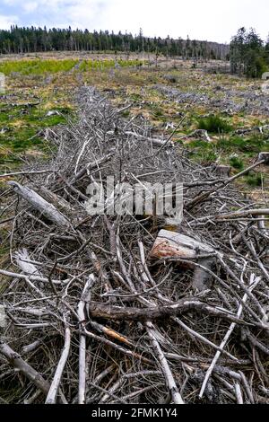 Tracce di Anatole wsindstorm (1999) 22 anni dopo, Pilat massiccio, Loira, AURA, Francia Foto Stock