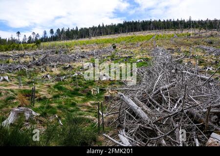 Tracce di Anatole wsindstorm (1999) 22 anni dopo, Pilat massiccio, Loira, AURA, Francia Foto Stock