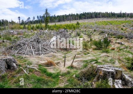 Tracce di Anatole wsindstorm (1999) 22 anni dopo, Pilat massiccio, Loira, AURA, Francia Foto Stock