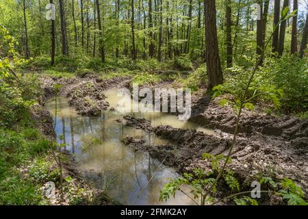 tracce profonde nella foresta - terreno condensato, degradato e pesantemente danneggiato da pesanti raccoglitrici industriali Foto Stock