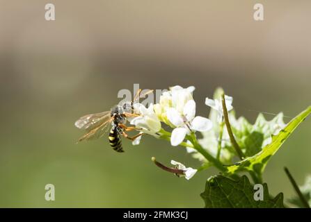 Gooden è il Nomad Bee (Nomada goodeniana) Foto Stock