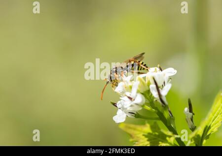 Gooden è il Nomad Bee (Nomada goodeniana) Foto Stock