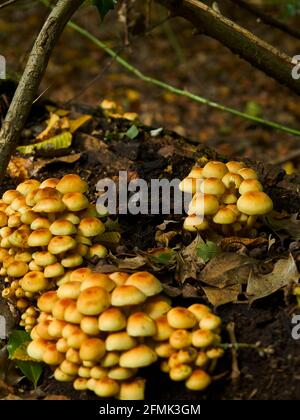 Una patch di boschi urbani ospita alcuni funghi miele attaccati ad un tronco caduto circondato da una foglia-figliata disseminata di fondo di foresta. Foto Stock