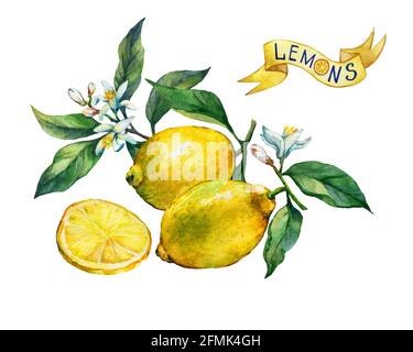 Limone di agrumi su un ramo con frutta, foglie verdi, boccioli e fiori etichetta in stile schizzo. Pittura ad acquerello disegnata a mano su sfondo bianco Foto Stock