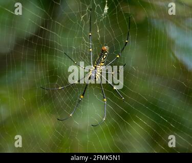 Fuoco selettivo su un ragno di legno gigante (Nephila) che riposa sulla sua rete nel selvaggio. Sono comunemente chiamati tessitori orb-seta dorati, tessitori orb-dorati Foto Stock
