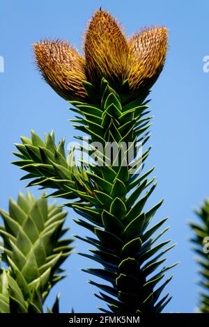 Araucaria araucana Monkey Puzzle Tree coni di pino cileno Araucariaceae Foto Stock