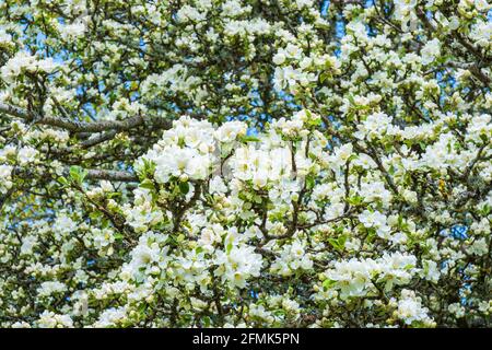 La fioritura del melo in primavera Foto Stock