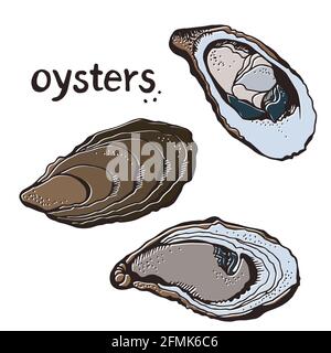 Oysters insieme vettoriale, illustrazione disegnata a mano isolata su uno sfondo bianco Illustrazione Vettoriale
