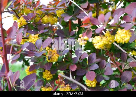 Berberis thunbergii - barberry giapponese - con fiori gialli e poco ape di miele su esso Foto Stock