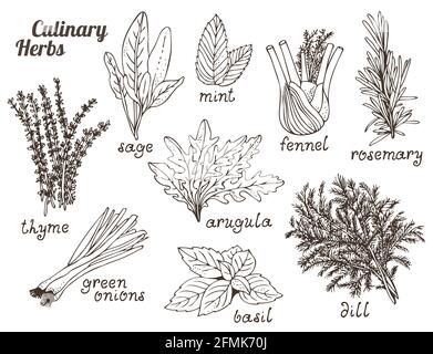 Erbe culinarie su sfondo bianco, set di erbe e spezie disegnate a mano Illustrazione Vettoriale