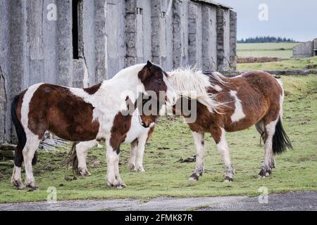 Iconici pony Bodmin al riparo dal vento dietro i resti Di un edificio in rovina sullo storico aeroporto RAF Davidstowe Su Bodmin Moor in mais Foto Stock