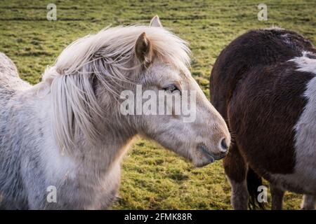 Iconici pony di Bodmin senza tempo su Bodmin Moor in Cornovaglia.