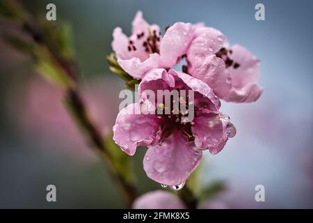 I fiori di pesca sono incredibilmente belli. I fiori brillano nell'erlich roser Fabton in primavera. La fragranza è leggermente dolce. Foto Stock