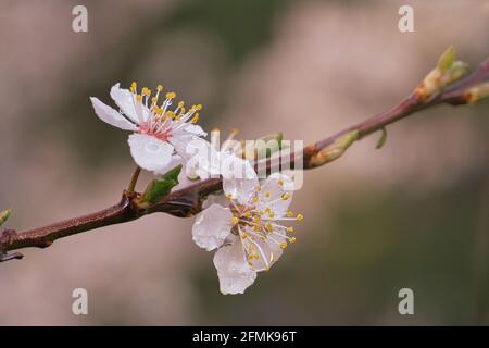 I fiori di prugna di Mirabelle sono fantastici. L'intero albero fiorisce in bianco, giallo e rosa. La fragranza è leggermente dolce. Un occhio-catcher Foto Stock