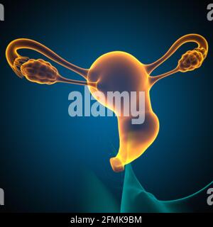 Anatomia del sistema riproduttivo femminile per l'illustrazione 3D del concetto medico Foto Stock