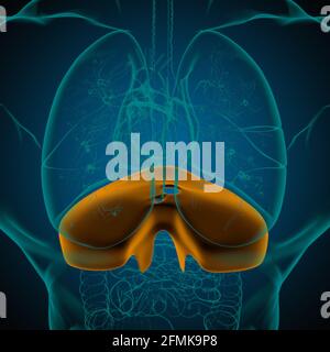 Anatomia del sistema respiratorio umano a diaframma per l'illustrazione 3D del concetto medico Foto Stock