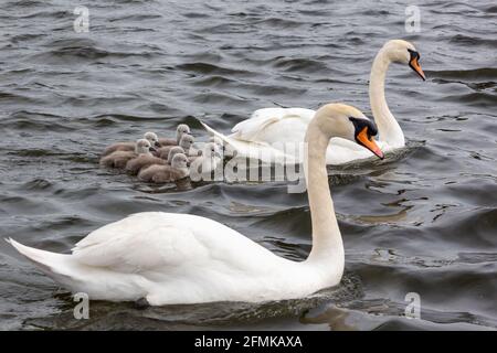 Cigni e cigneti muti adulti Foto Stock