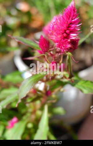 Porpora Celosia primo piano in vaso di fiori al balcone con alcune altre piante sul balcone Foto Stock