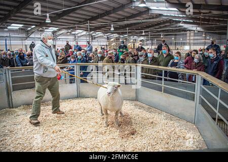 Vendita all'asta di pecore al mercato del bestiame di Matford, Exeter, Regno Unito Foto Stock