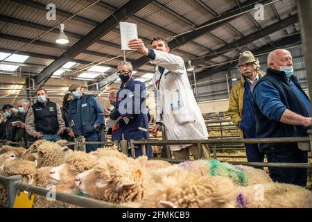 Vendita all'asta di pecore al mercato del bestiame di Matford, Exeter, Regno Unito Foto Stock