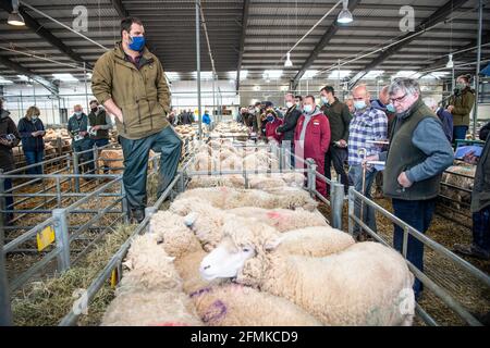 Vendita all'asta di pecore al mercato del bestiame di Matford, Exeter, Regno Unito Foto Stock