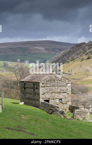 Fienile campo di pietra vicino Thwaite, Swaledale. Tradizionalmente immagazzinerebbe il fieno dentro e il bestiame sarebbe overwintered in loro. Yorkshire Dales National Park, Foto Stock