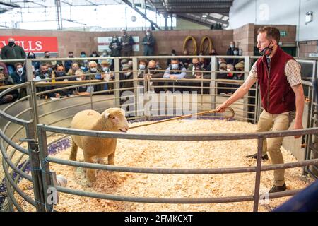 Vendita di pecore al mercato del bestiame Exeter UK Foto Stock