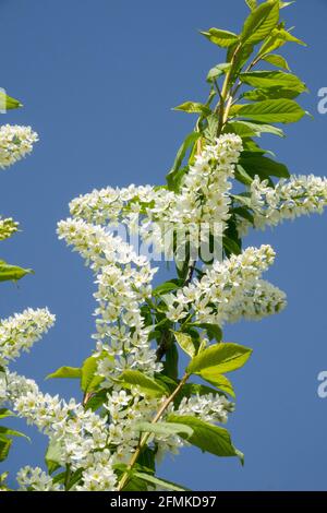 Fiore bianco uccello Ciliegio Prunus Padus fiorire Foto Stock