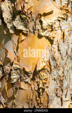 Fiume Birch Bark Betula nigra struttura corteccia albero, corteccia albero di betulla Foto Stock