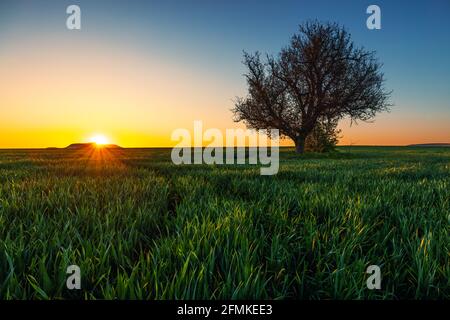 Albero in un campo verde, colpo di tramonto Foto Stock