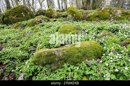 Termperate foresta decidua in primavera Foto Stock