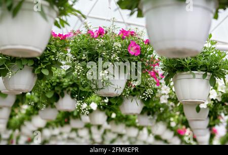 Centro verde all'interno e piante in crescita in vendita in primavera. Giardinaggio industriale di fiori. Le petunie rosa in vasi bianchi pendono dal soffitto in negozio a g. Foto Stock