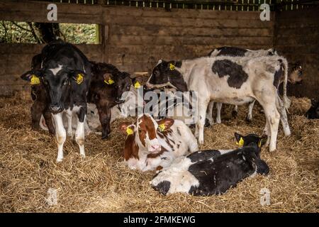 vitelli di sostituzione della giovenca di 4 mesi Foto Stock