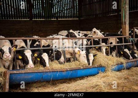 vitelli di sostituzione della giovenca Foto Stock