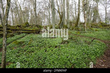 Termperate foresta decidua in primavera Foto Stock