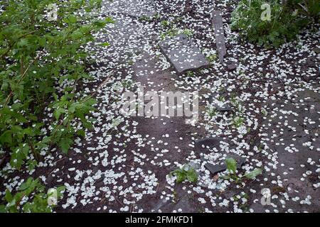 Pero caduto fiorisce in tempo piovoso. Concetto di molla a scatto a freddo. Primavera 2021. Spazio di copia Foto Stock