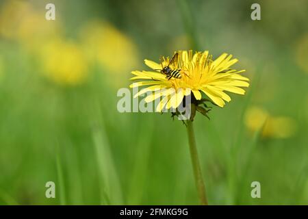 Vespa di insetto su fiore giallo di dente di leone in campo verde. Giubbotto giallo in primavera con morbido sfondo bokeh. Foto Stock