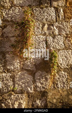 Edifici a Milna sull'isola di Brac, Dalmazia in Croazia Foto Stock