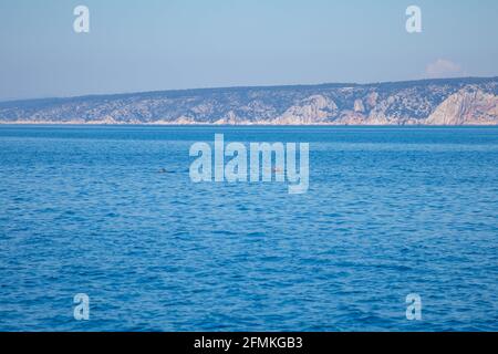 Gruppo di delfini selvatici nel mare adriatico vicino croazia Cost, Europa Foto Stock
