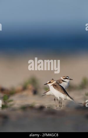 kentish pover sulla spiaggia del mare adriatico Foto Stock