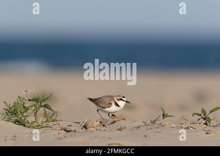 kentish pover sulla spiaggia del mare adriatico Foto Stock