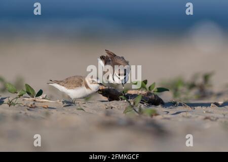 Amante di Kentish in corteggiamento al mare Foto Stock