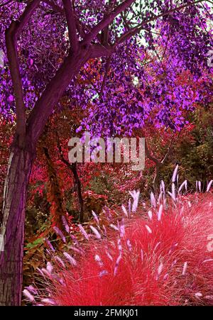 Surreale pop art stile rosso e viola fantasy giardino Foto Stock