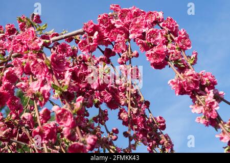 Rosso pianto di ciliegia Peach Prunus 'pianto di melone' primavera stagione Prunus persica fiore giardino Foto Stock