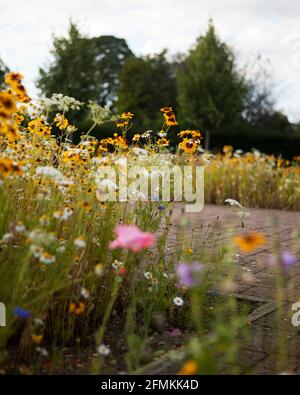 Fiori selvatici tra cui Susan con occhi neri (Rudbeckia), fiori di mais (Centaurea cyanus) e margherite che crescono in un bordo giardino accanto a sentieri lastricati di blocco Foto Stock