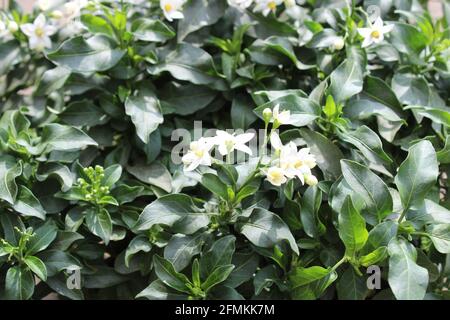 ombra jasmine in giardino Foto Stock