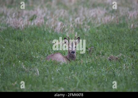 REH, Capreolus capreolus, capriolo Foto Stock